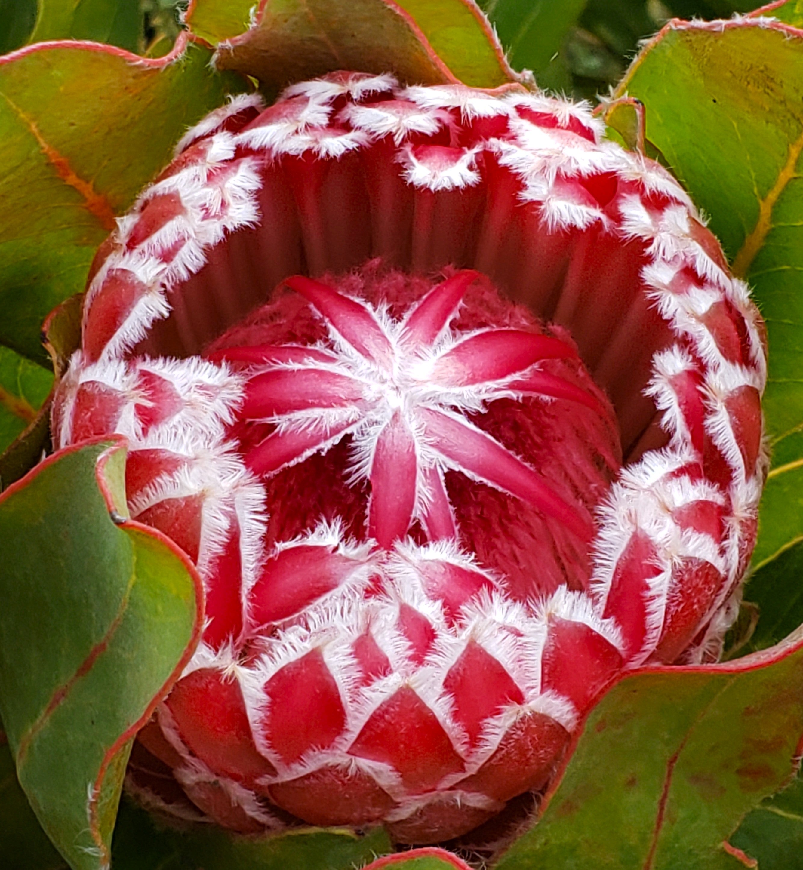 Wild Ridge Floral