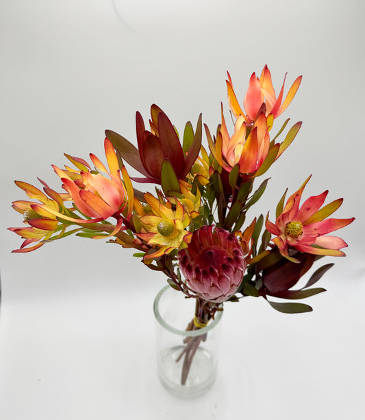 Flameburst Protea Bouquet