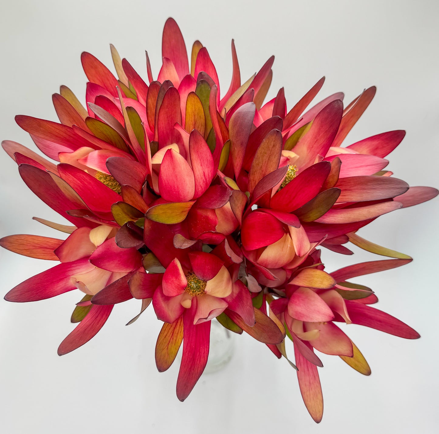 Sunset Glow Protea Bouquet