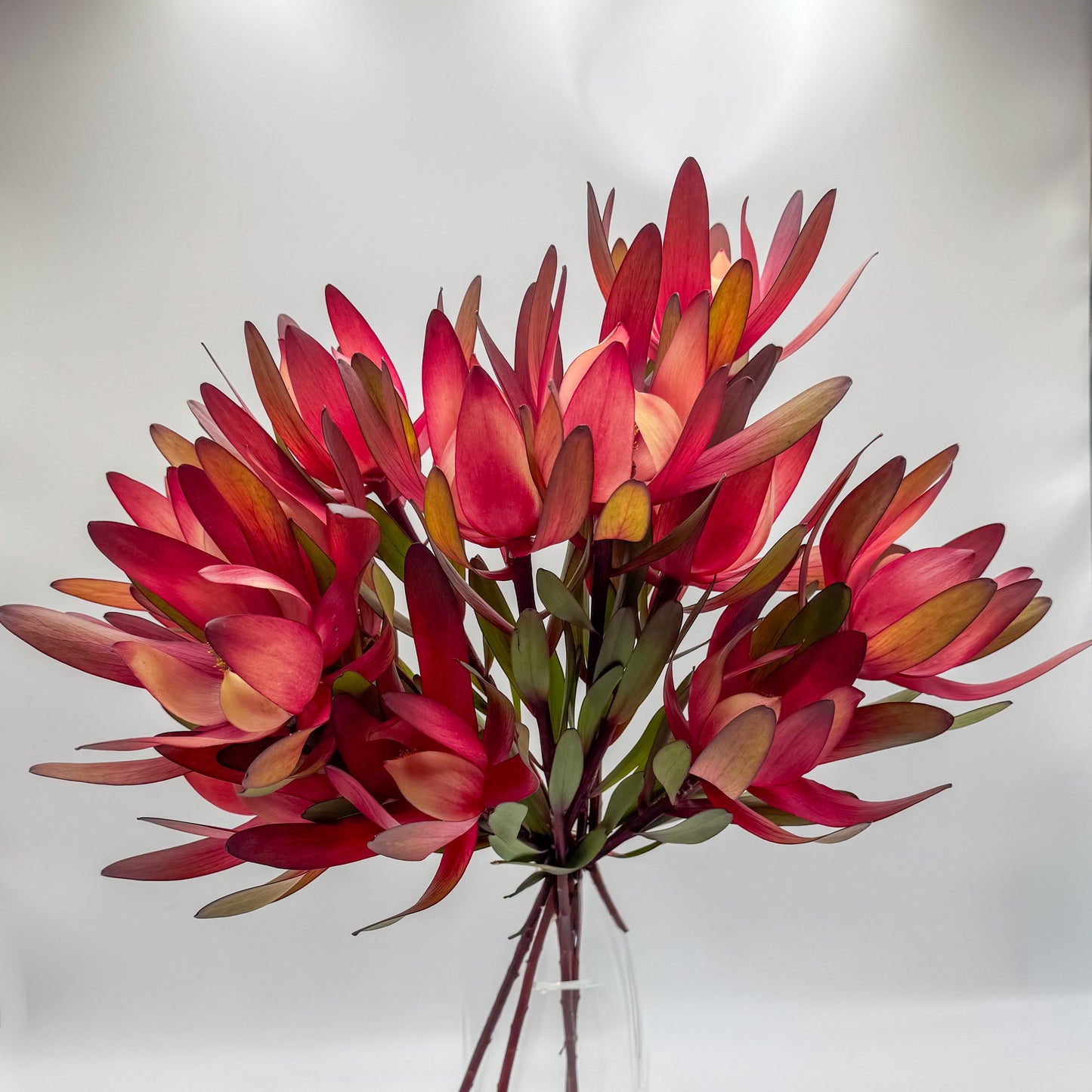 Sunset Glow Protea Bouquet